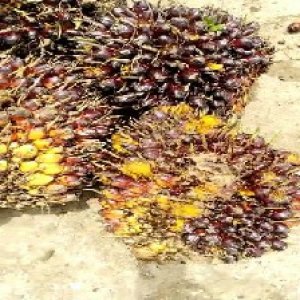 underripe_valid (86).jpg