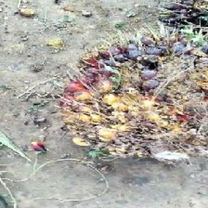 underripe_valid (89).jpg