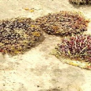 underripe_valid (90).jpg