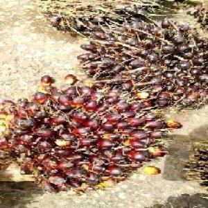 underripe_valid (93).jpg