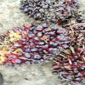 underripe_valid (95).jpg