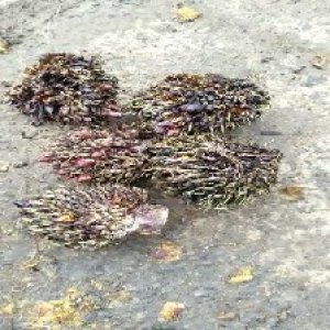 defect_test (135).jpg