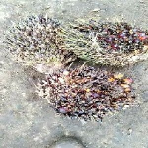 defect_test (213).jpg