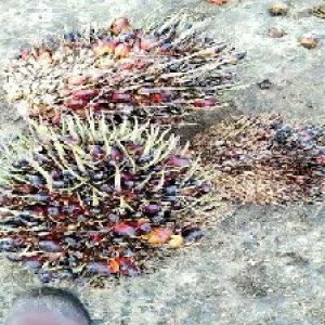 defect_test (216).jpg