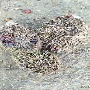 defect_test (219).jpg