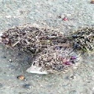 defect_test (220).jpg