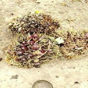 defect_test (222).jpg