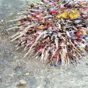 overripe_test (1).jpg