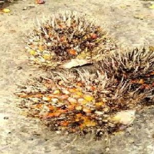 overripe_test (131).jpg