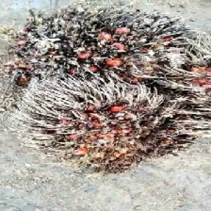 overripe_test (132).jpg