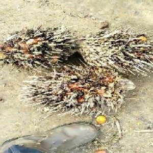 overripe_test (139).jpg