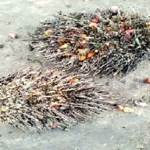 overripe_test (143).jpg