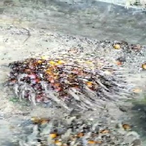 overripe_test (29).jpg