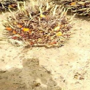 overripe_test (33).jpg