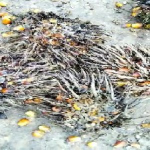 overripe_test (44).jpg