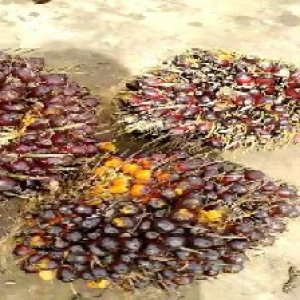 underripe_test (108).jpg