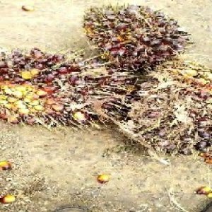 underripe_test (111).jpg