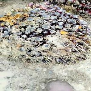 underripe_test (125).jpg