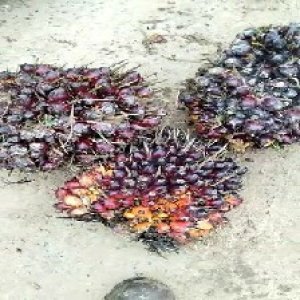 underripe_test (133).jpg