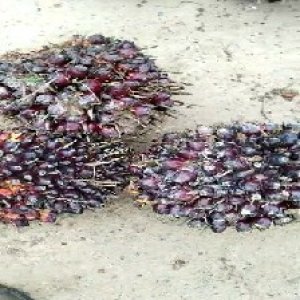 underripe_test (134).jpg