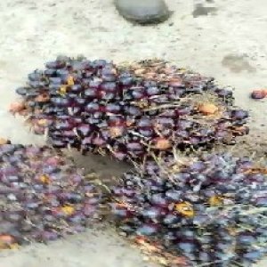 underripe_test (137).jpg