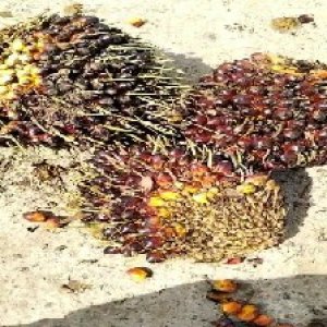 underripe_test (138).jpg