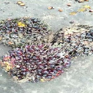 underripe_test (142).jpg