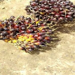 underripe_test (152).jpg