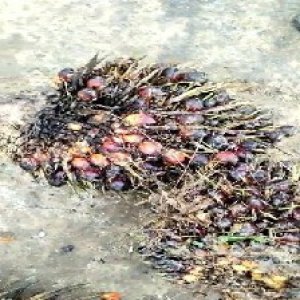 underripe_test (157).jpg