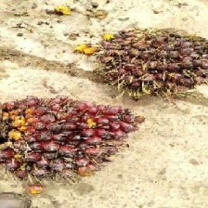 underripe_test (32).jpg