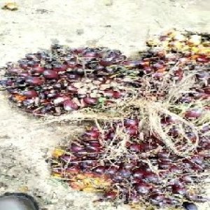 underripe_test (33).jpg