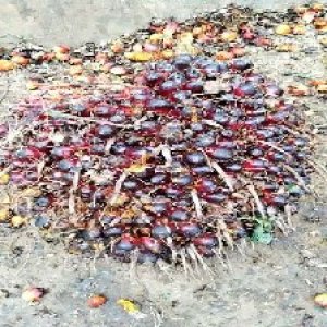 underripe_test (34).jpg