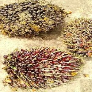 underripe_test (36).jpg