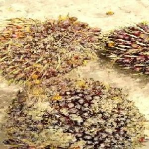 underripe_test (37).jpg