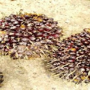 underripe_test (46).jpg