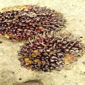 underripe_test (47).jpg