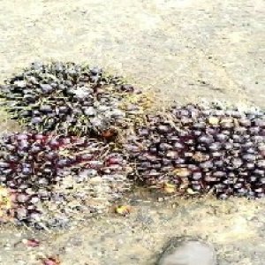 unripe_test (104).jpg