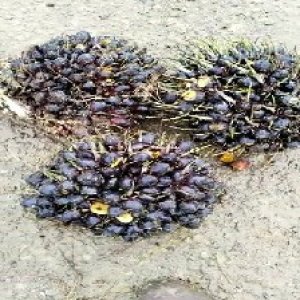 unripe_test (107).jpg