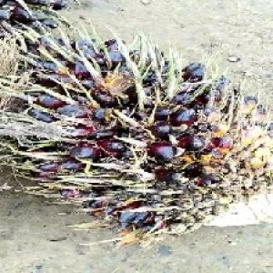 unripe_test (11).jpg