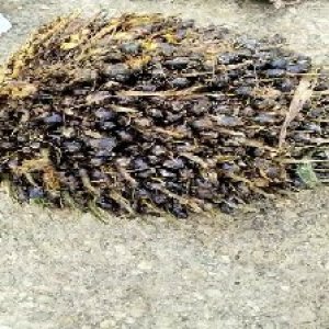 unripe_test (116).jpg