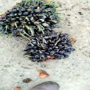 unripe_test (117).jpg