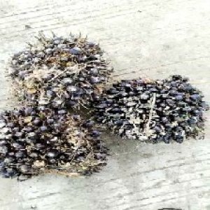 unripe_test (124).jpg