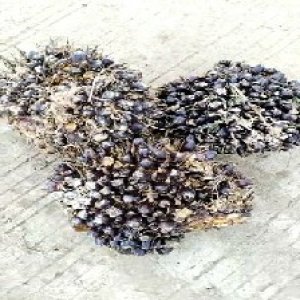 unripe_test (125).jpg