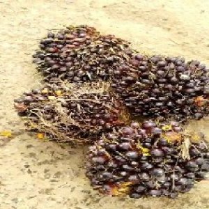 unripe_test (126).jpg