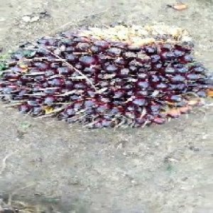 unripe_test (14).jpg