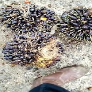 unripe_test (143).jpg