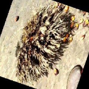 defect_train (1006).jpg