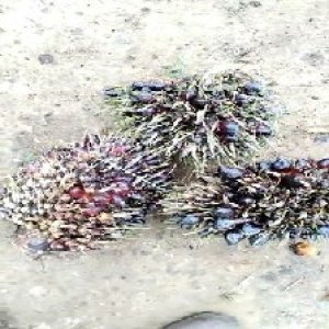 defect_train (1015).jpg