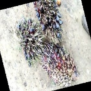 defect_train (1016).jpg