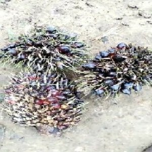 defect_train (1017).jpg